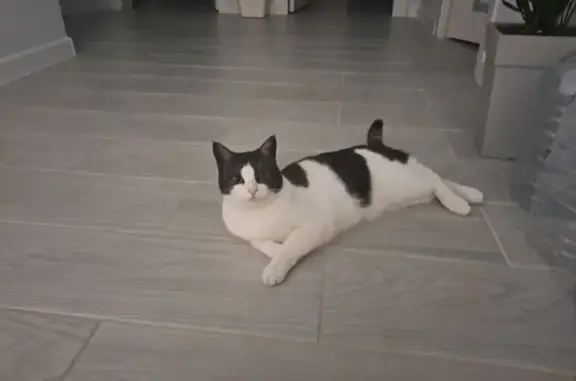 Пропала кошка, Борисовка, Краснодарский край