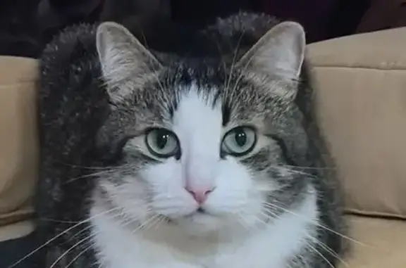 Кошки потеряшки, Великие Луки, фото: Потеряшка кошка, Полярная ул., Великие Луки