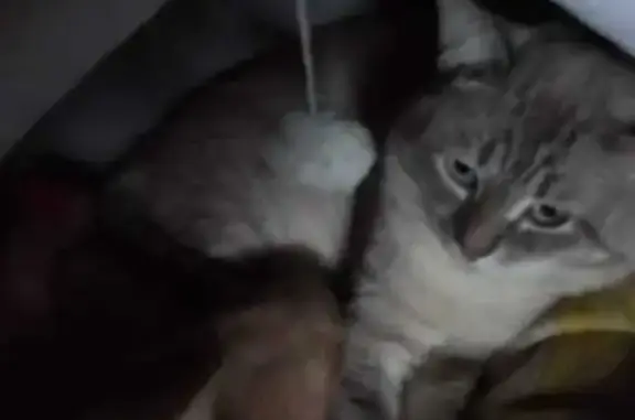 Пропала кошка Сеня, ул. Боженко, 14 к1