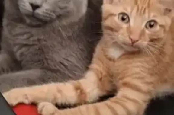 Пропала кошка, Некрасова 4Б, Болотное