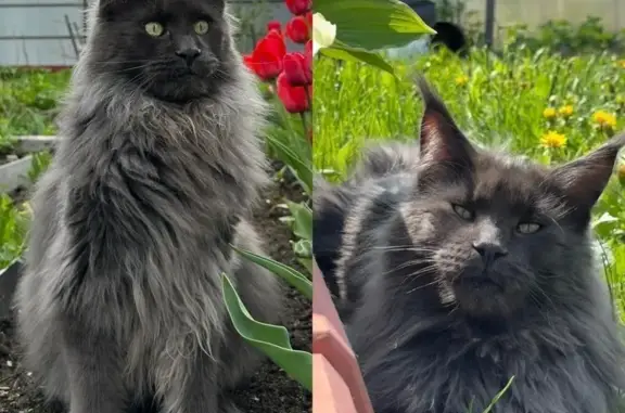 Пропала кошка, Лесная ул. 18, Берёзовка