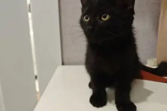 Найдена кошка, Брянск, фото: Кот найден на ул. 22-го Съезда КПСС, Брянск