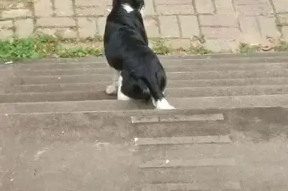 Найдена собака, Зеленоградский, фото: Собака у платформы Зеленоградская, Островского