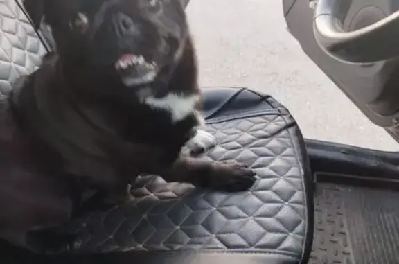 Собаки потеряшки, Гаспра, фото: Потеряшка собака, Лесная ул., 2А, Гаспра