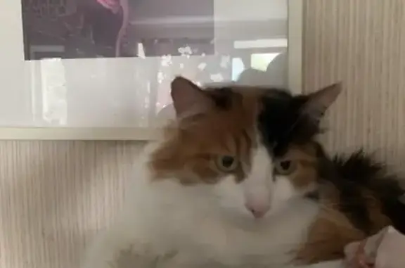 Пропала ласковая кошка, Кстово, 21