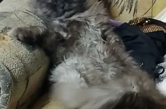 Кошки потеряшки, Сыктывкар, фото: Потеряшка кот Кузя в районе 