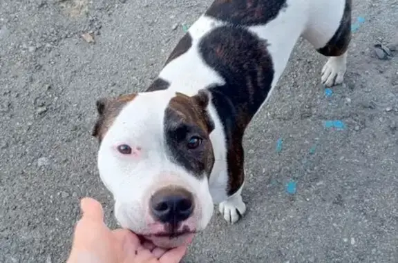 Найдена собака, Челябинск, фото: Найдена собака, Свердловский тракт 28А/2