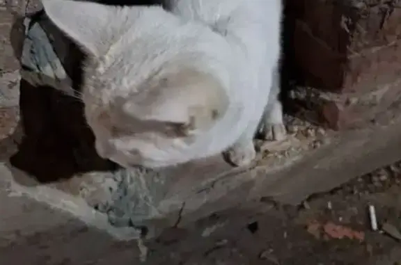 Найдена кошка, Саратов, фото: Кошка найдена на Универсальной улице, Саратов