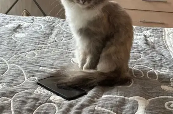 Кошки потеряшки, Бужаниново, фото: Потеряшка кошка Луна, СНТ Медик, Бужаниново