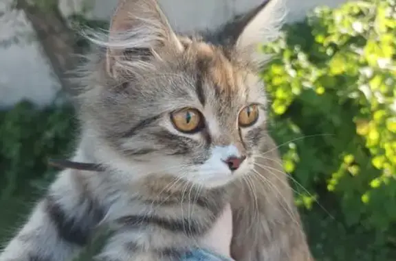 Трехцветный котенок, ул. Индустриальная