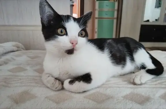 Пропала кошка, Безенчук, Самарская обл.