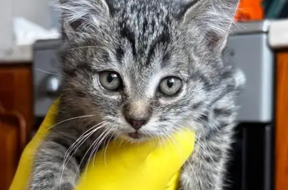 Найдена кошка, Химки, фото: Кошка найдена: Совхозная ул., 27, Химки