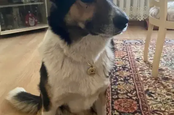 Пропала собака, ул. Вознесения, Абакан