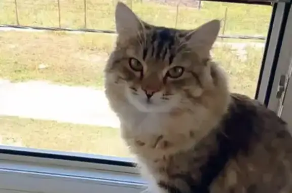 Пропал кот Маркиз, Ягодное, Тихий пер., 11