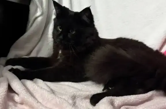 Кошка найдена, ул. Родины, 26Е, Казань