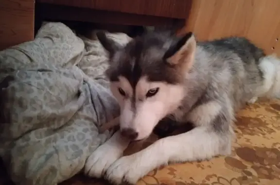 Найдена собака, Краснокаменск, фото: Собака найдена у 476, Краснокаменск