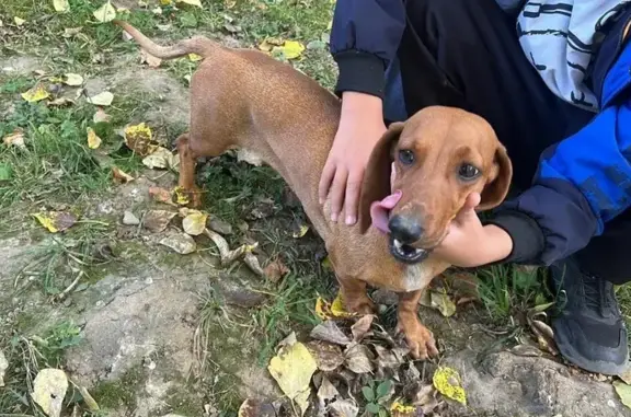 Собака найдена в Старом Городке, МО