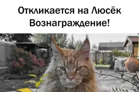 Кошки потеряшки, , фото: Потеряшка кот Люсек, Песчаная ул., Ильинское
