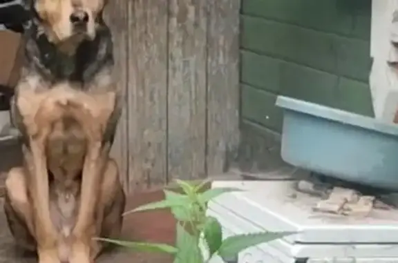 Собаки потеряшки, Омск, фото: Потеряшка собака, пр. Королёва, Омск