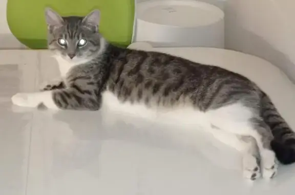 Пропала кошка, Дмитровское ш., 165Е к13