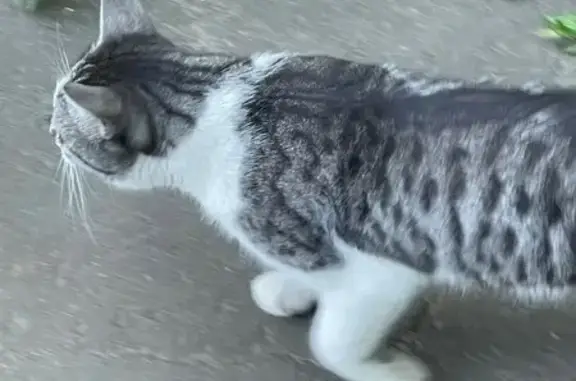 Найдена кошка, Тамбов, фото: Найдена кошка на Рылеева, 71Д, Тамбов