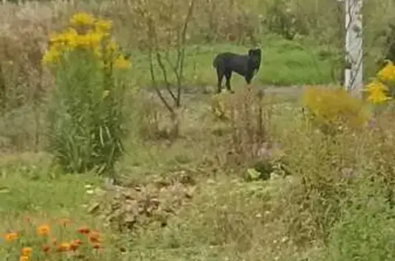Найдена собака, Большелуцкое сельское поселение, фото: Собака в СНТ Коммунальщик, 41К-005