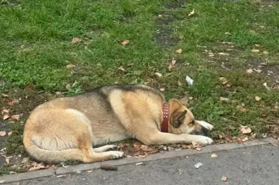 Найдена собака, Уфа, фото: Собака ждет хозяина, Уфа, ул. Свободы