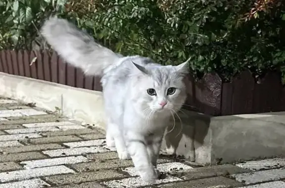 Найден кот в Немецкой деревне, Краснодар