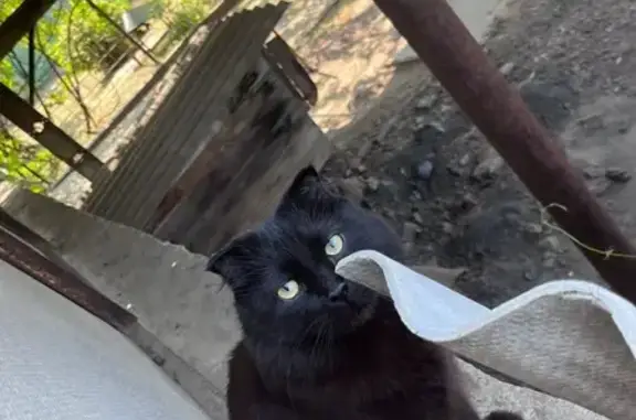 Пропала кошка, ул. Мичурина, 23