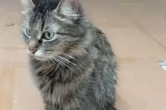 Пропала кошка в Жегалово, Мордовия