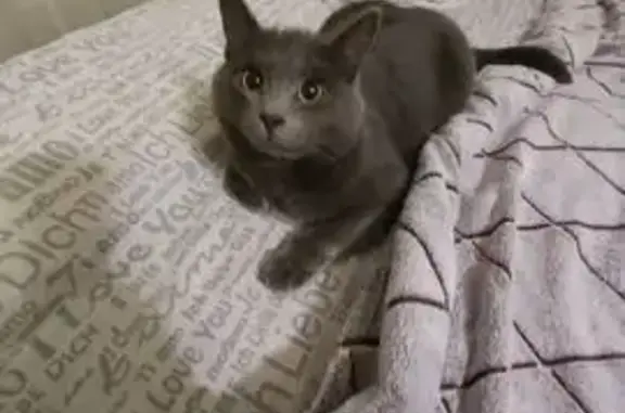 Кошки потеряшки, , фото: Потеряшка кошка, Нефтеюганск, Югра