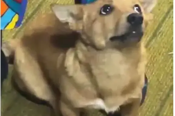 Найдена собака, Барнаул, фото: Собака найдена на ул. Аванесова, Барнаул