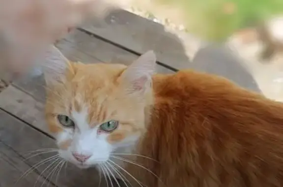 Объявления о пропавших и найденных животных, Костромская область, фото: Кошка найдена: Некрасово, Костромская обл.