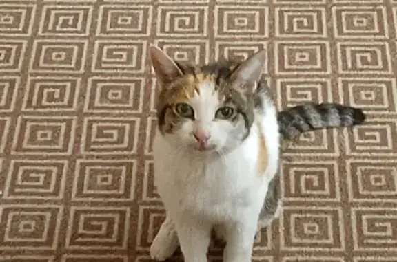 Найдена кошка, Ярославль, фото: Кошка найдена: Угличская ул., 16, Ярославль