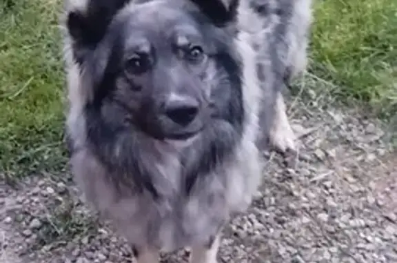 Пропала собака, Северный пер., Большое Алексеевское