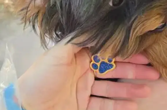 Найдена собака, Ростов-на-Дону, фото: Собака найдена: Симферопольская 69, РнД