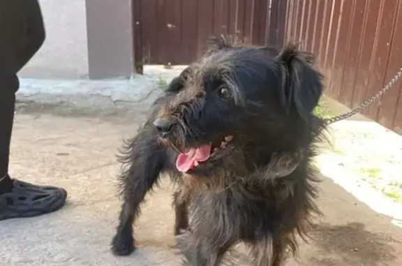 Собака найдена: Минская ул., 16А, Н. Новгород