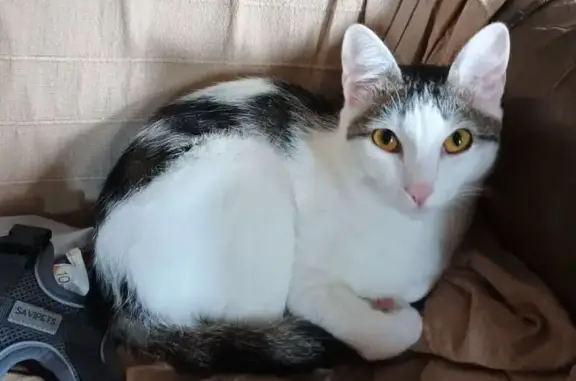 Кошки потеряшки, Кемерово, фото: Потеряшка кошка, Октябрьский проспект, 103