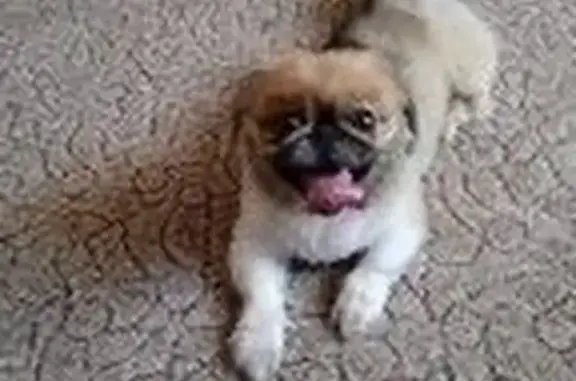 Пропала собака, Боровая ул. 22, Кетово