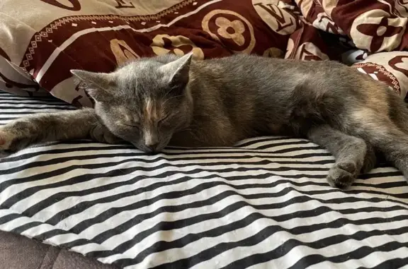 Найдена кошка, Кемерово, фото: Кошка найдена: Моск. проспект, 19, Кемерово