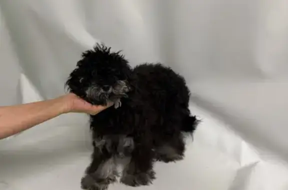 Пропала собака в Баранчинском, ул. 8 Марта