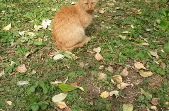 Кошка найдена на Грекова, 6А, Москва