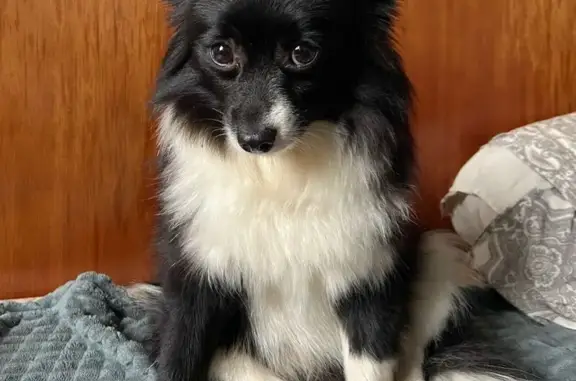 Собаки потеряшки, Санкт-Петербург, фото: Потеряшка собака, Торфяная дорога, 14 с1