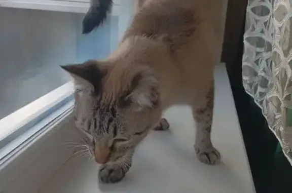 Пропала кошка, ул. Серафимовича, 16, Мыски