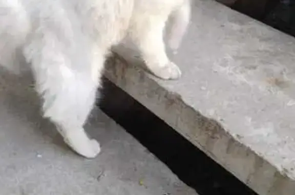 Найдена белая кошка, Балашихинское шоссе