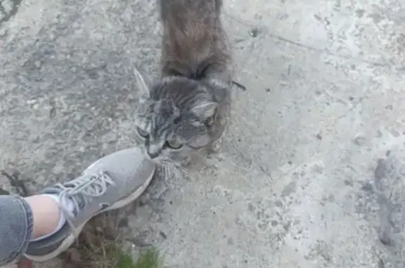 Кошка найдена на Кольцевой ул., Абакан