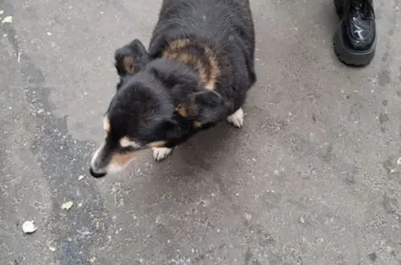 Найдена собака, Комсомольский пр., 42с3