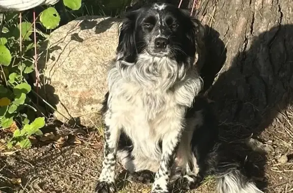 Собаки потеряшки, Свердловская область, фото: Потеряшка собака в СНТ «Дружба», Екатеринбург