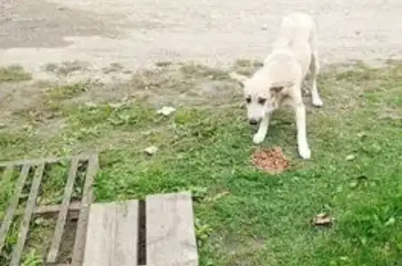 Собака найдена: ул. Пожарского, 29, Крск