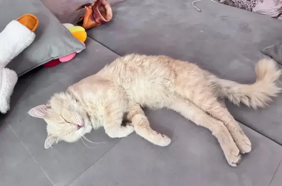 Кошки потеряшки, Темрюк, фото: Потеряшка кошка, ул. Ленина 83, Темрюк